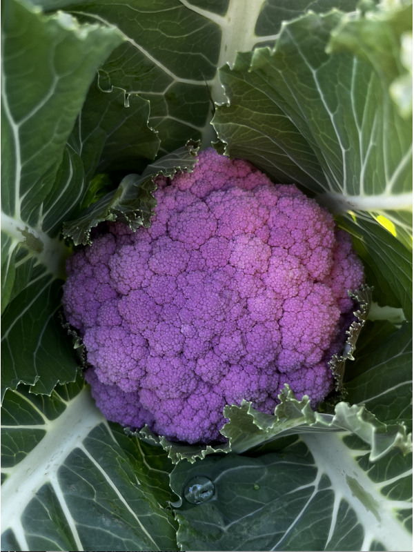 Cavolfiore rosa