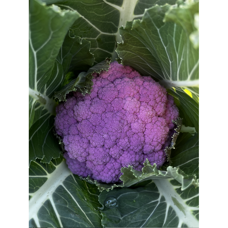 Cavolfiore rosa