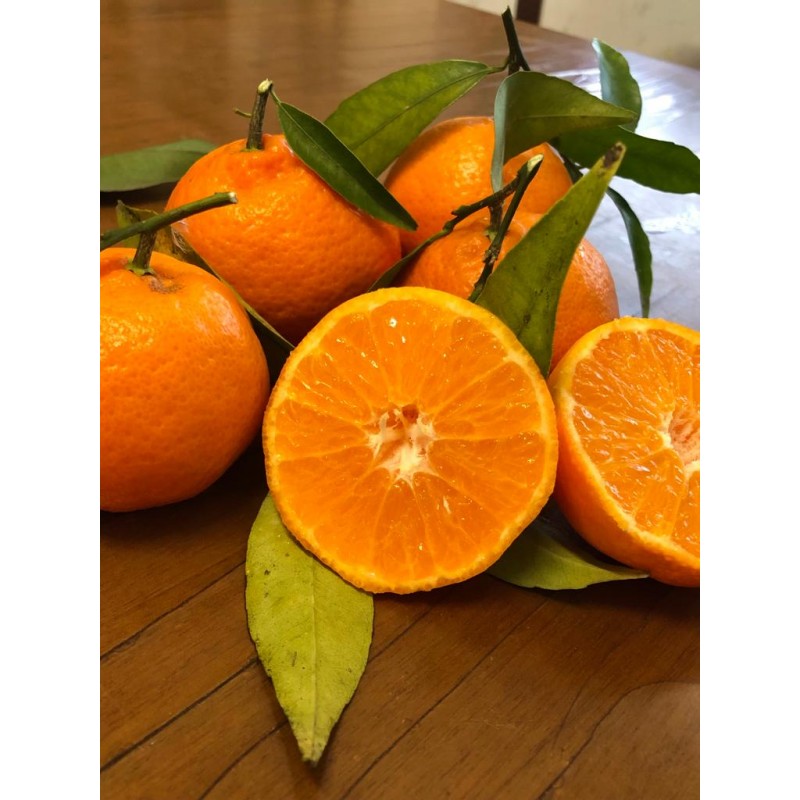 Clementine tardive