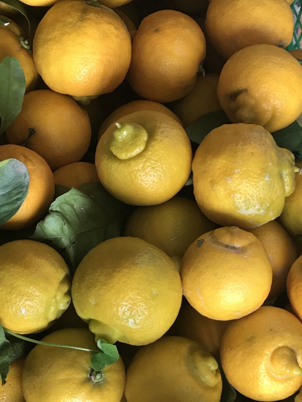 Piretta "limetta calabrese"(frutto)