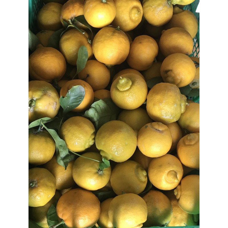 Piretta "limetta calabrese"(frutto)