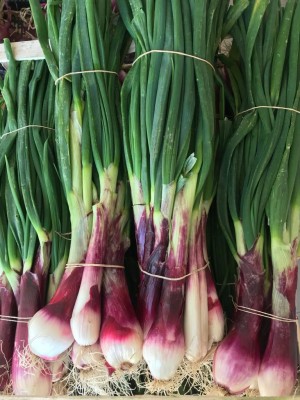 Cipolla Tropea fresca "scalogno"