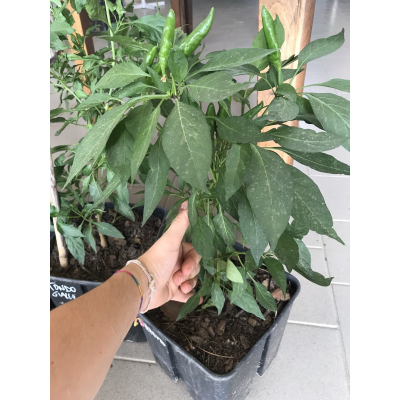 Pianta peperoncino diavolicchio mazzettino