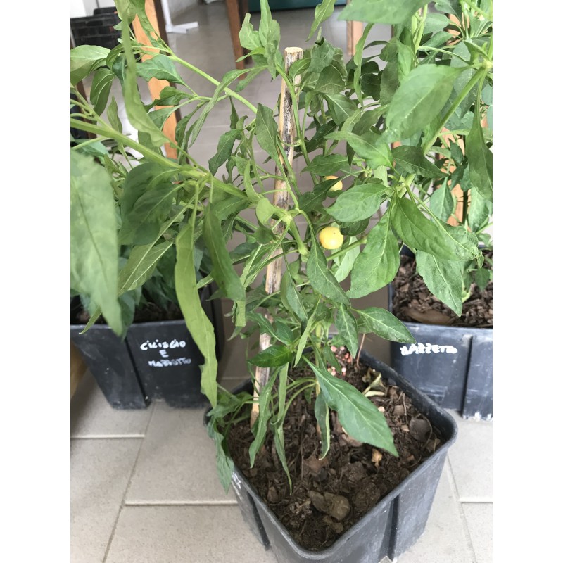 Pianta peperoncino ciliegio giallo 